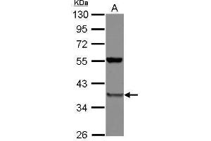 WB Image Sample (30 ug of whole cell lysate) A: A549 10% SDS PAGE antibody diluted at 1:1000 (PSMD8 抗体)