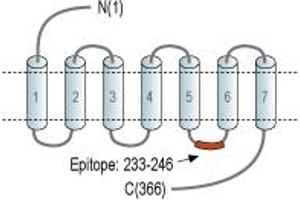 Representative domain view of the target of ABIN7885328.