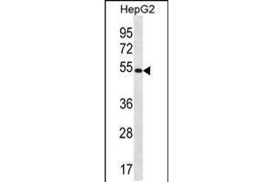 Western blot analysis in HepG2 cell line lysates (35ug/lane). (MGAT4C 抗体  (C-Term))