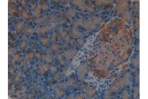 DAB staining on IHC-P; Samples: Rat Pancreas Tissue (SHBG 抗体  (AA 222-358))