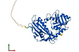 AlphaFold protein structure predicition of Human Recombinant BCAT1 Protein, UniprotID P54687 (BCAT1 Protein (AA 1-386) (His tag))