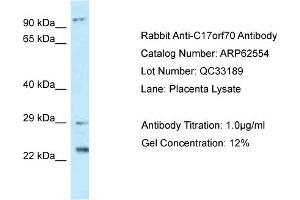 Western Blotting (WB) image for anti-Chromosome 17 Open Reading Frame 70 (C17ORF70) (N-Term) antibody (ABIN2789177) (C17orf70 抗体  (N-Term))