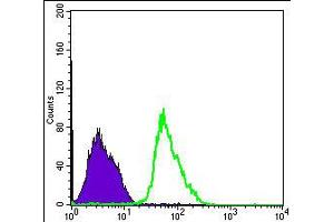Flow cytometric analysis of PC-2 cells using PRKAA1 monoclonal antobody, clone 2B7  (green) and negative control (purple).
