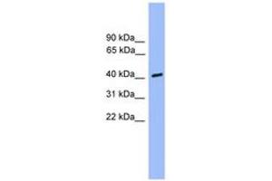 Image no. 1 for anti-Casein Kinase 1, alpha 1-Like (CSNK1A1L) (C-Term) antibody (ABIN6745003) (CSNK1A1L 抗体  (C-Term))