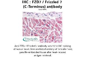 Image no. 1 for anti-Frizzled Family Receptor 7 (FZD7) (C-Term) antibody (ABIN1734506) (FZD7 抗体  (C-Term))