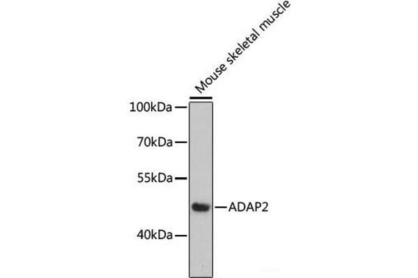ADAP2 抗体