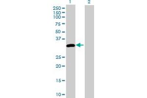 Western Blot analysis of DAPP1 expression in transfected 293T cell line by DAPP1 MaxPab polyclonal antibody. (DAPP1 抗体  (AA 1-280))