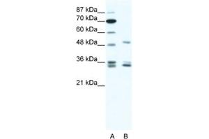 Western Blotting (WB) image for anti-Zinc Finger Protein 488 (ZNF488) antibody (ABIN2461317) (ZNF488 抗体)