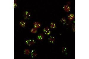 Immunoflorescence (10ug/ml) staining (red, AlexaFluor 555) of Drosophila S2 cells, co-stained with MG130 rabbit antibody (green, AlexaFluor 488). (Lava Lamp 抗体  (Internal Region))
