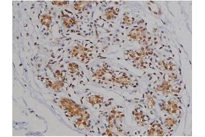 ABIN6267360 at 1/200 staining Human heart tissue sections by IHC-P. (MAPT 抗体  (pSer396))