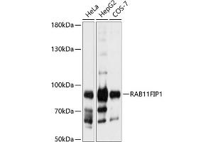 Western blot analysis of extracts of various cell lines, using RFIP1 antibody (ABIN6130589, ABIN6146543, ABIN6146544 and ABIN6224932) at 1:1000 dilution. (RAB11FIP1 抗体  (AA 330-540))