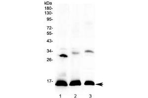 Western blot testing of 1) human placenta, 2) rat spleen and 3) mouse spleen lysate with HBD antibody at 0.