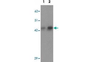 Western blot analysis of AP3M1 in human brain tissue lysate with AP3M1 polyclonal antibody  at (1) 1 and (2) 2 ug/mL. (AP3M1 抗体  (C-Term))