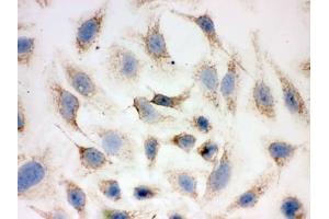 Immunocytochemistry (ICC) image for anti-Peroxiredoxin 3 (PRDX3) (AA 110-256) antibody (ABIN3032189)