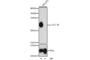 Western blot analysis of extracts of NIH/3T3 cells using Phospho-CFL1(S3) Polyclonal Antibody at dilution of 1:1000. (Cofilin 抗体  (pSer3))