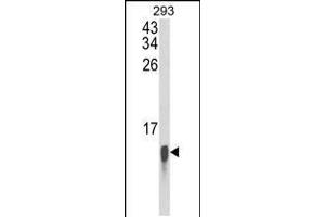 Western blot analysis of FAU Antibody in 293 cell line lysates (35ug/lane) (FAU 抗体)