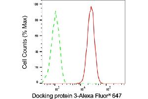 anti-Docking Protein 3 (DOK3) antibody