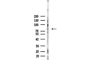Western blot analysis of lysates from Hela cells(heat-shock,45 min treatment), using Phospho-BMAL1 (Ser42) Antibody at 1/1000 dilution.