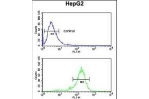 RN Antibody (Center) (ABIN651929 and ABIN2840458) flow cytometric analysis of HepG2 cells (bottom histogram) compared to a negative control cell (top histogram). (RNF208 抗体  (AA 86-115))