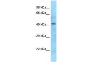 Image no. 1 for anti-Dom-3 Homolog Z (DOM3Z) (AA 85-134) antibody (ABIN6748344) (DOM3Z 抗体  (AA 85-134))