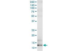 Immunoprecipitation of SAA4 transfected lysate using anti-SAA4 MaxPab rabbit polyclonal antibody and Protein A Magnetic Bead , and immunoblotted with SAA4 purified MaxPab mouse polyclonal antibody (B02P) . (SAA4 抗体  (AA 1-130))