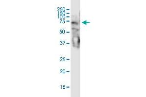 Double-stranded RNA-binding protein Staufen homolog 2 (STAU2) (AA 2-90) 抗体