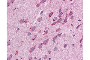 Anti-GJB3 antibody IHC of mouse brain. (Connexin 31 抗体  (C-Term))