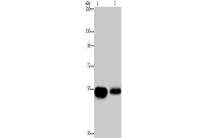 Western Blotting (WB) image for anti-Amyloid beta (A4) Precursor Protein-Binding, Family A, Member 1 (APBA1) antibody (ABIN2432486) (APBA1 抗体)