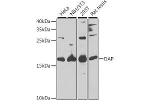 Western blot analysis of extracts of various cell lines, using DAP antibody (ABIN6130322, ABIN6139397, ABIN6139398 and ABIN6221757) at 1:1000 dilution. (DAP 抗体  (AA 1-102))
