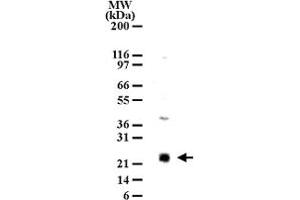 Western blot analysis of LY86 in cell lysates from Ramos using LY86 polyclonal antibody  at 2 ug/mL dilution. (LY86 抗体  (AA 112-125))