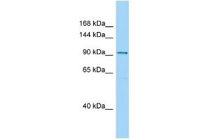 WB Suggested Anti-SPAG1 Antibody Titration: 1. (SPAG1 抗体  (C-Term))