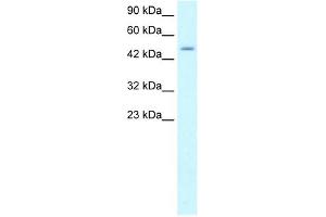 ZNF365 antibody (20R-1067) used at 0. (ZNF365 抗体  (N-Term))