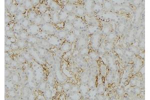 ABIN6279784 at 1/100 staining Mouse kidney tissue by IHC-P. (SERP1 抗体  (Internal Region))