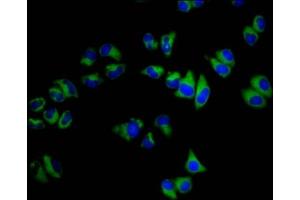 Immunofluorescence staining of Hela cells with ABIN7145527 at 1:200, counter-stained with DAPI. (SGCB 抗体  (AA 124-219))