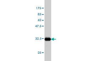 Western Blotting (WB) image for anti-Interleukin 27 (IL27) (AA 177-243) antibody (ABIN566973)