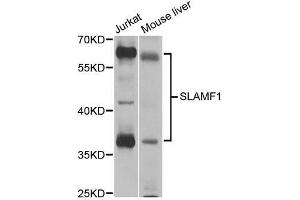 Western blot analysis of extracts of various cell lines, using SLAMF1 antibody. (SLAMF1 抗体  (AA 21-237))