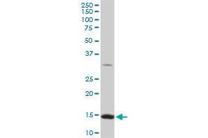 Western Blotting (WB) image for anti-Ribosomal Protein L36a (RPL36A) (AA 7-106) antibody (ABIN519871)
