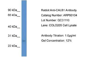 Western Blotting (WB) image for anti-Calbindin (CALB1) (C-Term) antibody (ABIN2788334) (CALB1 抗体  (C-Term))