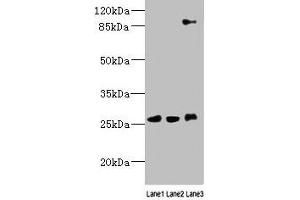Western blot All lanes: DNAJC30 antibody at 10 μg/mL Lane 1: 293T whole cell lysate Lane 2: U87 whole cell lysate Lane 3: SH-SY5Y whole cell lysate Secondary Goat polyclonal to rabbit IgG at 1/10000 dilution Predicted band size: 26 kDa Observed band size: 26, 90 kDa (DNAJC3 抗体  (AA 1-226))