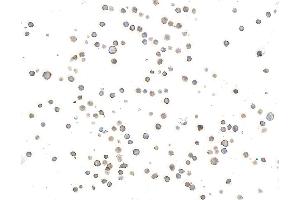 Immunocytochemistry (ICC) image for anti-Inducible T-Cell Co-Stimulator (ICOS) (AA 149-199) antibody (ABIN7453973) (Recombinant ICOS 抗体  (AA 149-199))