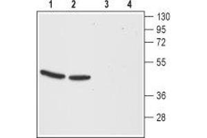Western blot analysis of mouse (lanes 1 and 3) and rat (lanes 2 and 4) brain membranes: - 1,2. (CCKBR 抗体  (Extracellular, N-Term))