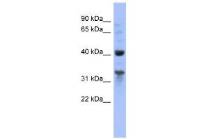 WB Suggested Anti-MRPL37 Antibody Titration: 0.