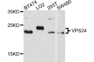 Western blot analysis of extracts of various cell lines, using VPS24 antibody (ABIN4905606) at 1:1000 dilution. (CHMP3 抗体)
