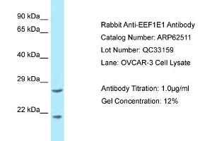 Western Blotting (WB) image for anti-Eukaryotic Translation Elongation Factor 1 epsilon 1 (EEF1E1) (N-Term) antibody (ABIN2789165) (EEF1E1 抗体  (N-Term))