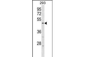 HORD1 Antibody (Center) (ABIN1537907 and ABIN2850056) western blot analysis in 293 cell line lysates (35 μg/lane). (HORMAD1 抗体  (AA 161-189))