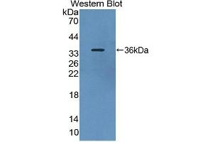 Detection of Recombinant PDE4B, Rat using Polyclonal Antibody to Phosphodiesterase 4B, cAMP Specific (PDE4B) (PDE4B 抗体  (AA 500-736))