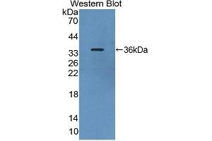 Detection of Recombinant PDE4B, Rat using Polyclonal Antibody to Phosphodiesterase 4B, cAMP Specific (PDE4B)
