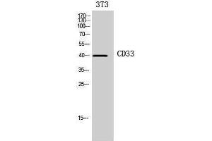 Western Blotting (WB) image for anti-CD33 (CD33) (Internal Region) antibody (ABIN3181432) (CD33 抗体  (Internal Region))