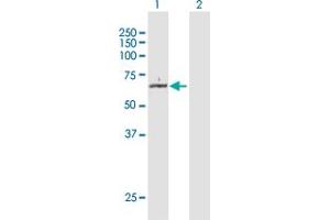 Western Blot analysis of KAT5 expression in transfected 293T cell line by KAT5 MaxPab polyclonal antibody. (KAT5 抗体  (AA 1-513))