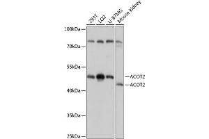 Western blot analysis of extracts of various cell lines, using  antibody (ABIN7265428) at 1:3000 dilution. (ACOT2 抗体  (AA 222-483))